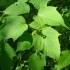 Acer capillipes -- Roter Schlangenhaut-Ahorn